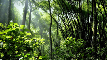 Visit lawachhara rain forest at Sylhet